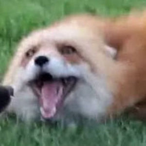 Meet your Posher, Lucy